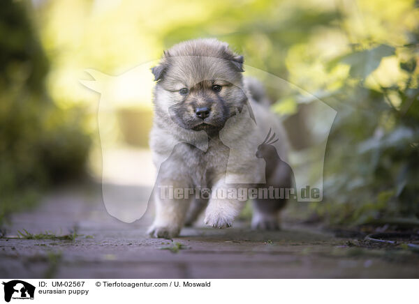 Eurasier Welpe / eurasian puppy / UM-02567