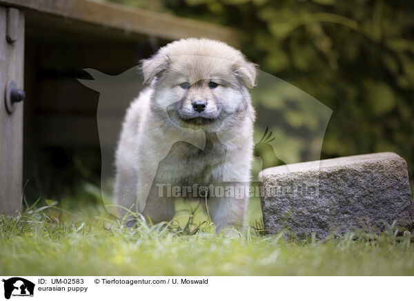 eurasian puppy / UM-02583
