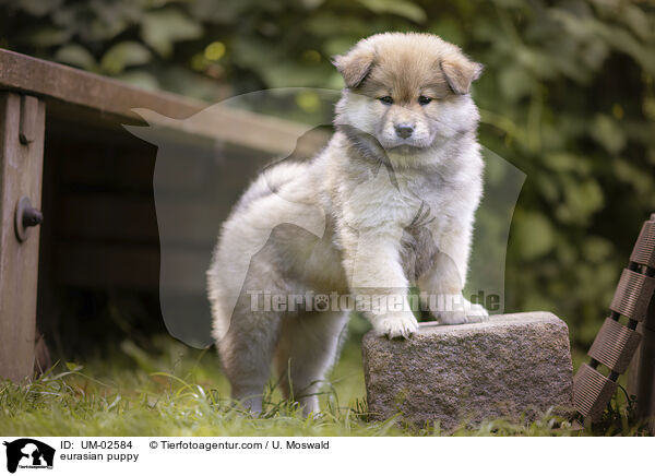eurasian puppy / UM-02584
