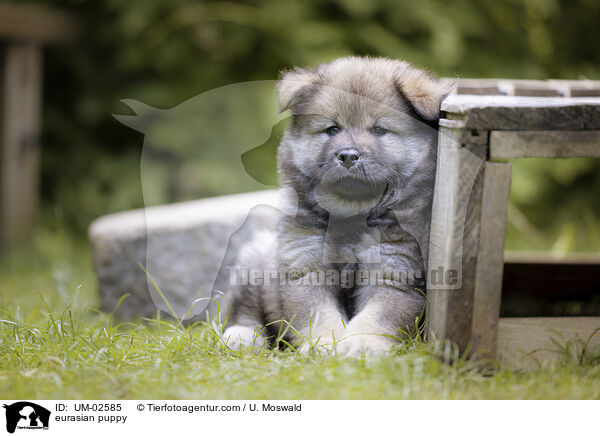 eurasian puppy / UM-02585