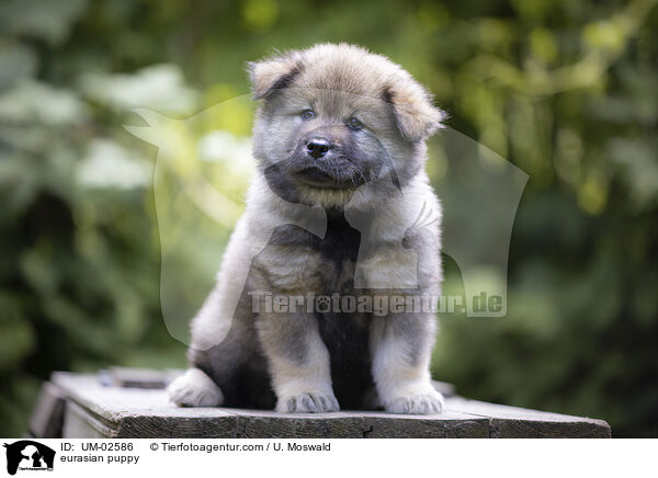Eurasier Welpe / eurasian puppy / UM-02586