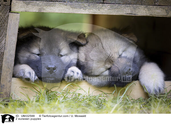 2 eurasian puppies / UM-02588
