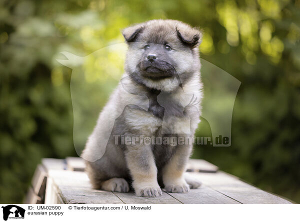eurasian puppy / UM-02590