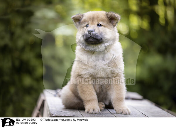 Eurasier Welpe / eurasian puppy / UM-02593