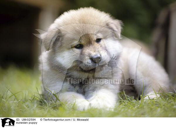 Eurasier Welpe / eurasian puppy / UM-02594