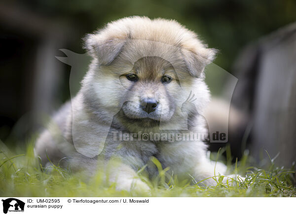 eurasian puppy / UM-02595