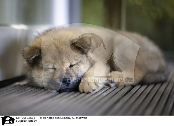Eurasier Welpe / eurasian puppy / UM-02601