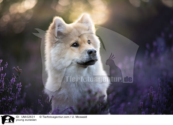 junger Eurasier / young eurasian / UM-02631