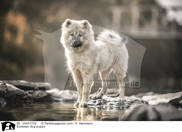 Eurasian dog puppy / VH-01732