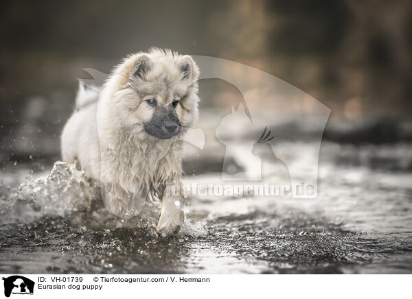 Eurasian dog puppy / VH-01739