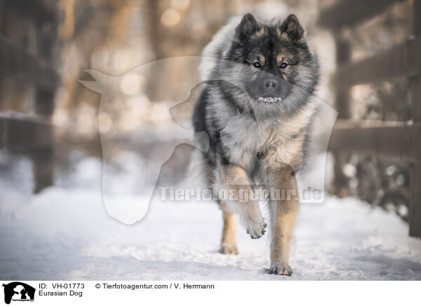 Eurasian Dog / VH-01773