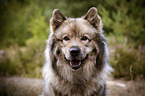 Eurasian Dog portrait