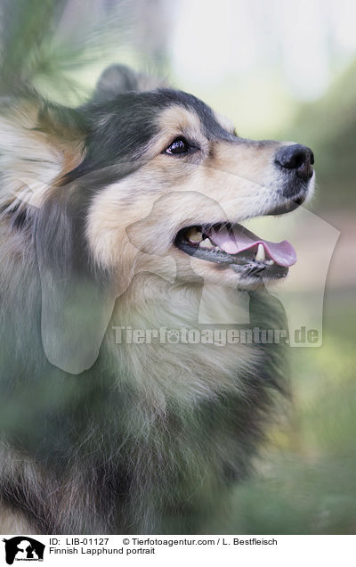 Finnish Lapphund portrait / LIB-01127