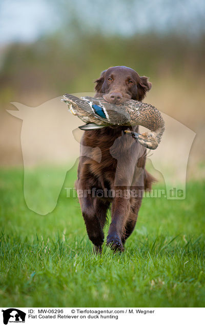 Flat Coated Retriever on duck hunting / MW-06296
