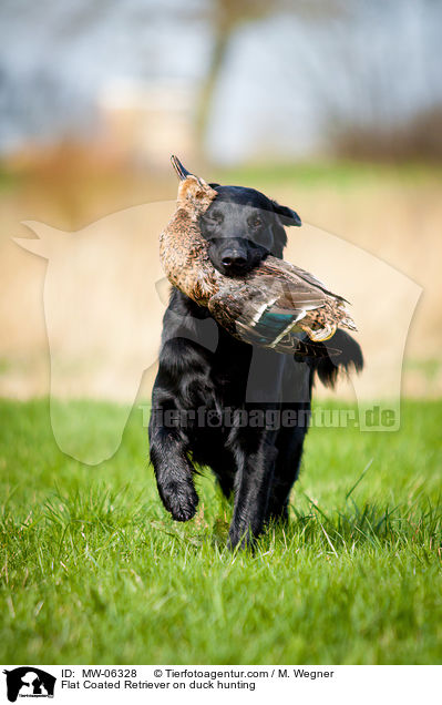 Flat Coated Retriever on duck hunting / MW-06328
