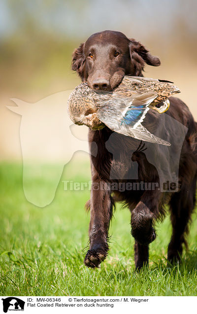 Flat Coated Retriever on duck hunting / MW-06346