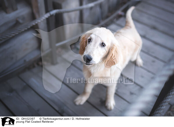 young Flat Coated Retriever / DH-02397