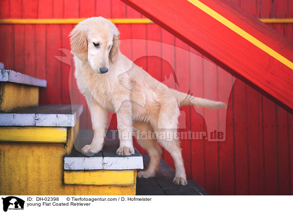 young Flat Coated Retriever / DH-02398