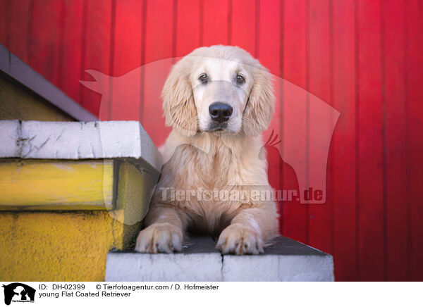 young Flat Coated Retriever / DH-02399