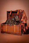 Flat Coated Retriever Puppy in crate