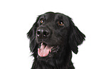 Flat Coated Retriever Portrait