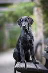 young Flat Coated Retriever