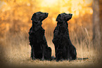 2 Flat Coated Retriever