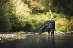 black Flat Coated Retriever