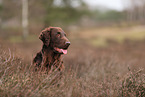 Flat Coated Retriever