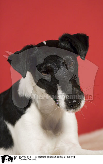 Fox Terrier Portrait / BD-00313