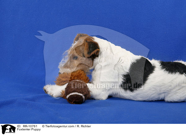 Foxterrier Puppy / RR-10761