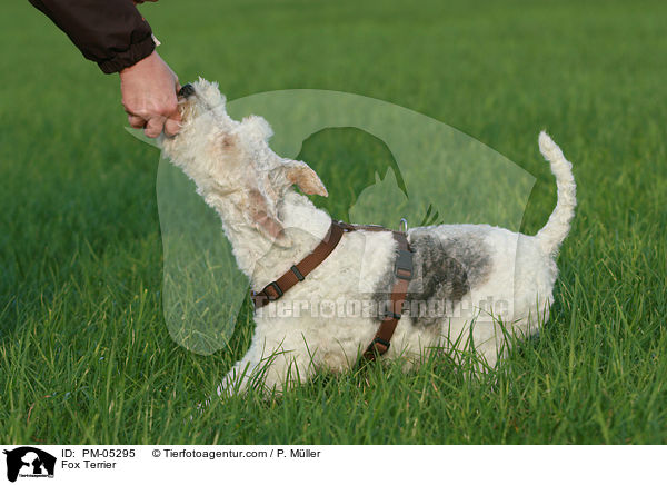Fox Terrier / PM-05295