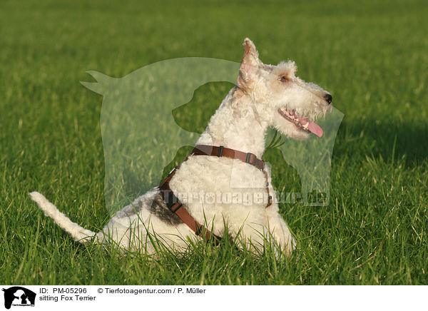 sitting Fox Terrier / PM-05296