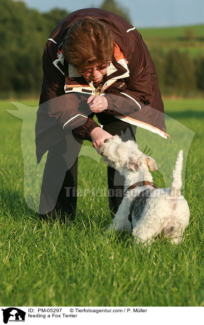 feeding a Fox Terrier / PM-05297