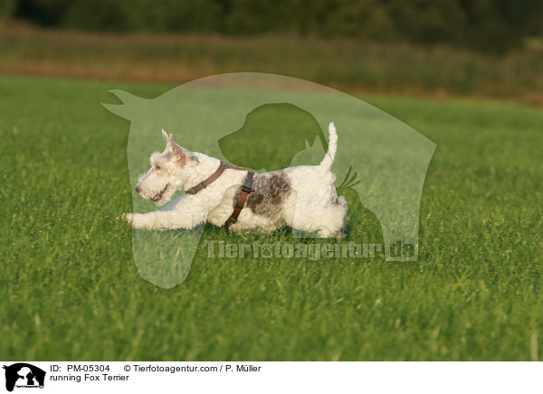 running Fox Terrier / PM-05304