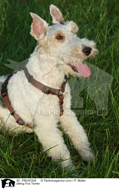 sitting Fox Terrier / PM-05306
