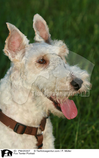 Fox Terrier Portrait / PM-05307