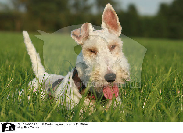 lying Fox Terrier / PM-05313