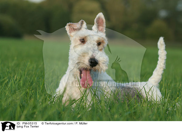 lying Fox Terrier / PM-05315