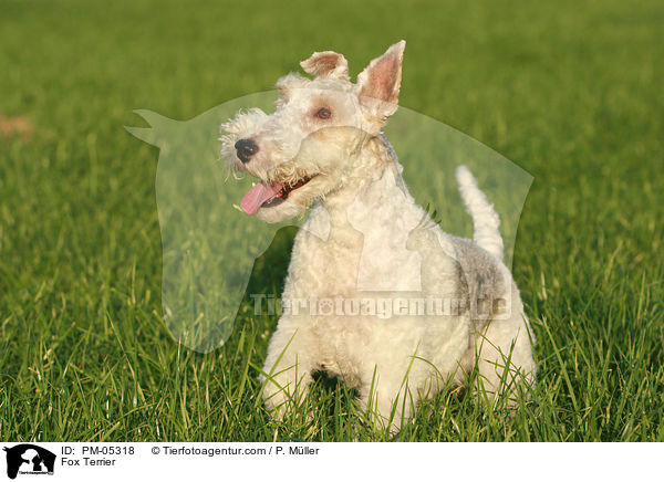 Fox Terrier / PM-05318