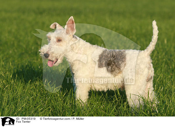 Fox Terrier / PM-05319