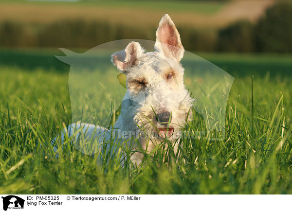 lying Fox Terrier / PM-05325