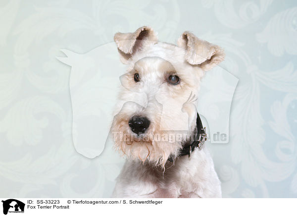 Fox Terrier Portrait / SS-33223
