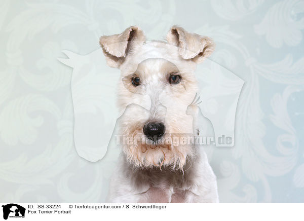 Fox Terrier Portrait / SS-33224