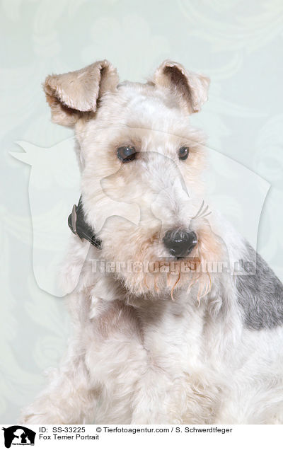Fox Terrier Portrait / SS-33225