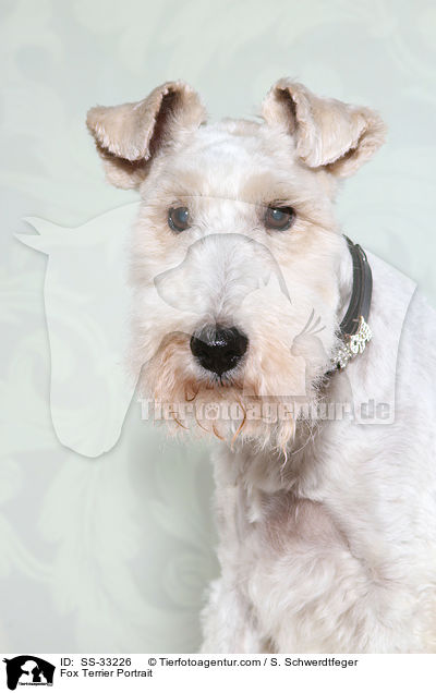Fox Terrier Portrait / SS-33226