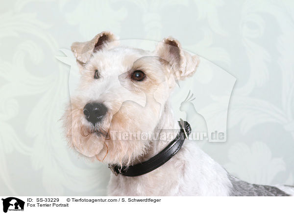 Fox Terrier Portrait / SS-33229