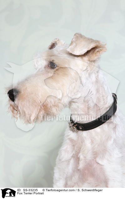Fox Terrier Portrait / SS-33235