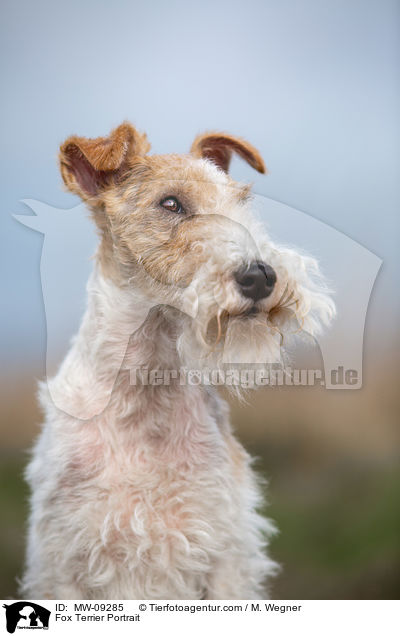 Fox Terrier Portrait / MW-09285