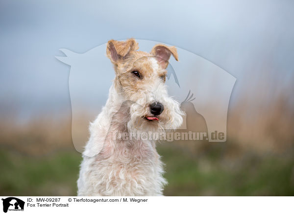 Fox Terrier Portrait / MW-09287